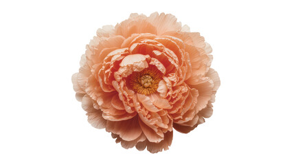 Isolated beautiful delicate peach peony flower with many ruffled petals and a vibrant center © Ivan