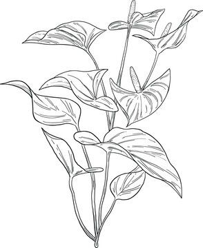 Red Anthurium Flower Botanical Sketch Line Illustration
