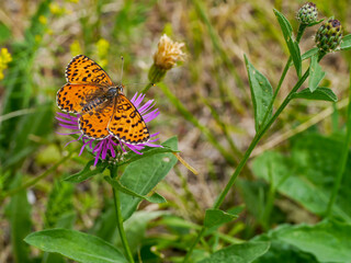 Obraz premium A Spotted Fritillary (Melitaea didyma), photographed in Musio, a hamlet of Tremosine. Tremosine is a town on the western shore of Lake Garda.