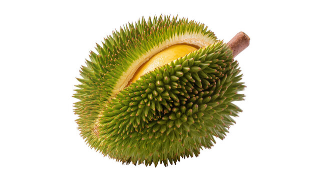 Isolated natural durian fruit with spiky green skin partially opened revealing yellow flesh