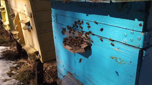 Honey bees flying around hive entrance in mountain apiary near Slavsko Lviv region Ukraine during sunny day beekeeping footage showing active bee colony and natural pollination.