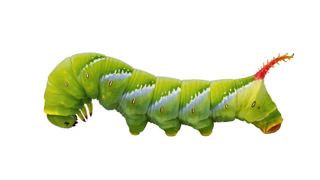 Isolated large vibrant green tomato hornworm caterpillar with distinctive red horn on tail