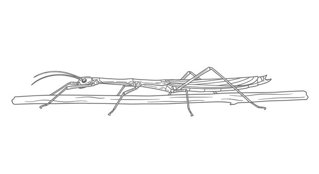 Simple black and white drawing of a grasshopper on a branch