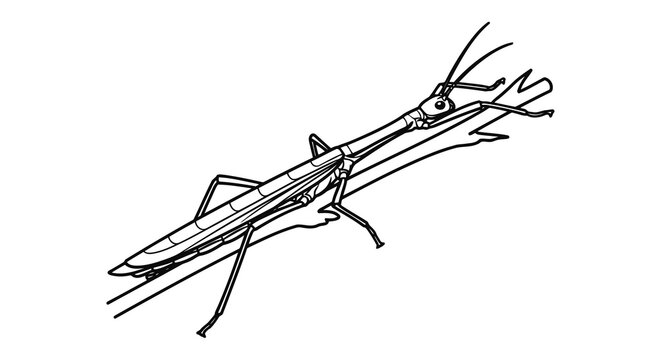 A simple black and white drawing of a stick insect on a branch.