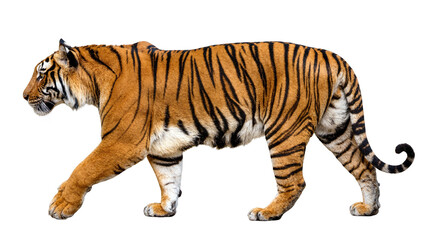 Obraz premium Isolated Bengal tiger walking majestically in profile with elegant stripes and powerful stance