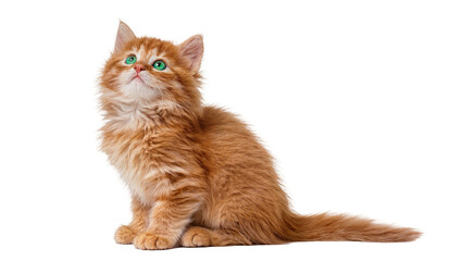 Fototapeta premium Isolated adorable fluffy ginger kitten with stunning green eyes sitting and looking up