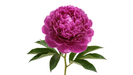 Isolated beautiful vibrant magenta peony flower with green leaves and stem blossoming