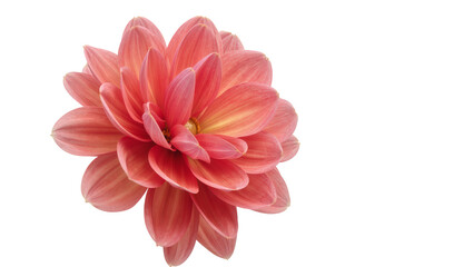 Isolated gorgeous dahlia flower with radiant pink and peach petals capturing natural beauty. © Ivan