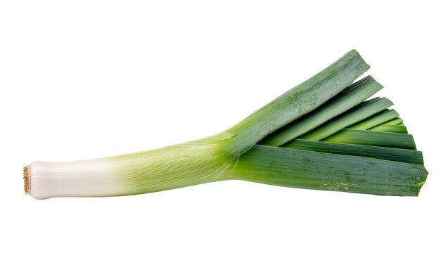 Isolated fresh green leek vegetable with white stem and fanned leaves for healthy cooking