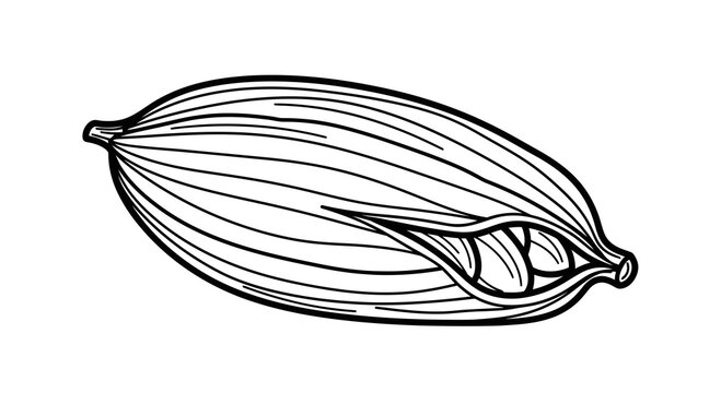 Detailed drawing of a cardamom pod with visible seeds inside.