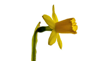 Isolated yellow daffodil bloom with a vibrant trumpet and green stem, symbolizing spring. © Elena