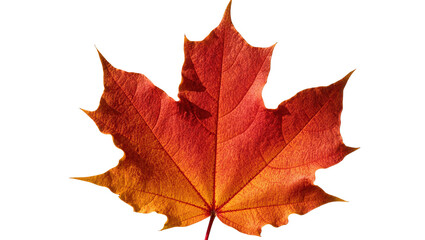 Obraz premium Isolated vibrant red orange maple leaf showcasing autumn colors and intricate venation