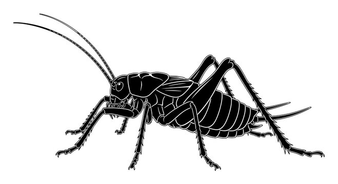 Detailed black and white illustration of a cricket insect.