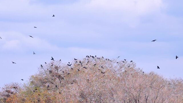 Arrival and nesting of birds in spring. A colony of Eurasian rook (Corvus frugilegus) in a bare trees. Birds build several massive branch nests. Elm grove in the Kazakh steppe. Slow motion