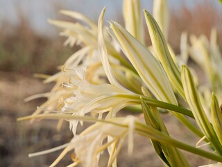 Obraz premium Sea daffodil (Pancratium maritimum) flowering on sandy beach, also known as sea lily, Spain