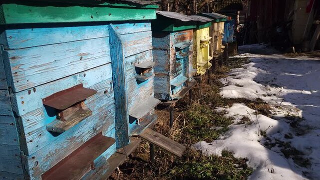 Honey bees flying around hive entrance in mountain apiary near Slavsko Lviv region Ukraine during sunny day beekeeping footage showing active bee colony and natural pollination.