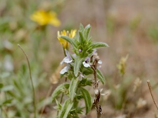 Simplebeak ironwort (Sideritis romana), a flowering plant in the mint family (Lamiaceae), Spain