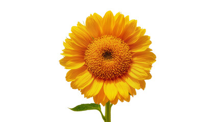Obraz premium Isolated vibrant yellow sunflower with intricate orange center and fresh green stem