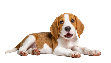 Isolated adorable purebred beagle puppy lying down, looking at camera with cute open mouth...