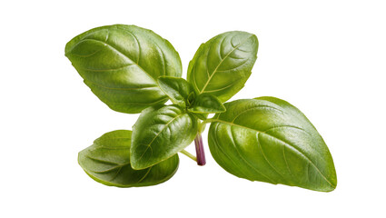 Fototapeta premium Isolated fresh green basil herb plant branch with fragrant leaves for cooking and garnishing