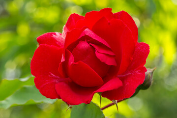 Rose bud with a garden on the background.