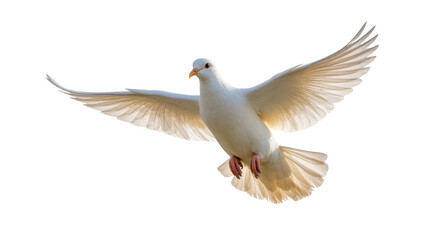 Fototapeta premium Isolated beautiful white dove bird flying with gracefully spread wings, peaceful and pure motion