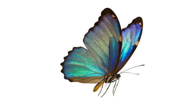 Isolated iridescent blue and green butterfly with delicate wings, a beautiful creature of nature