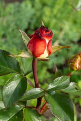 Rose bud on the stem with leaves in the garden.