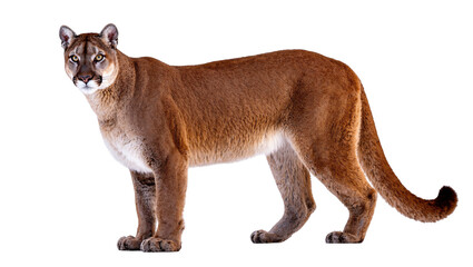 Isolated powerful cougar, also known as puma or mountain lion, standing alert on all fours © Elena