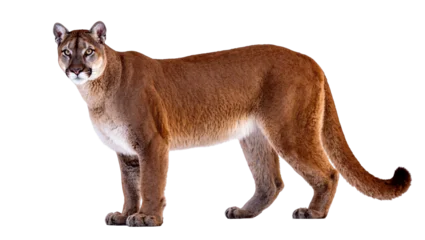 Fototapeten Puma Isolated powerful cougar, also known as puma or mountain lion, standing alert on all fours  © Elena