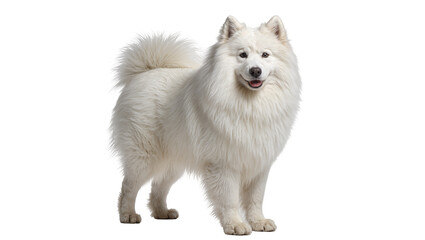 Isolated fluffy white Samoyed dog with a happy smile standing and looking forward © Ivan