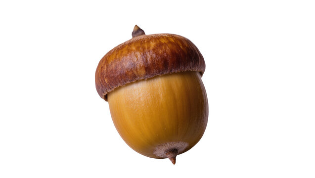 Isolated detailed close-up of a vibrant, ripe oak tree acorn, natural autumn season symbol.