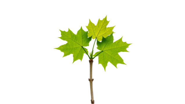 Isolated fresh maple tree sprout with three green leaves, growth and nature concept