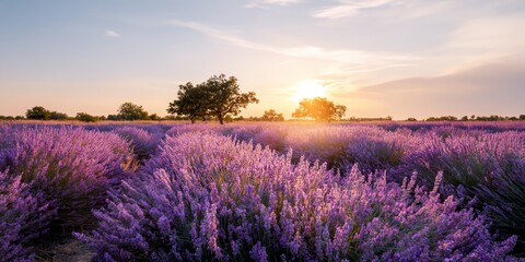 Naklejka premium Purple lavender blooms stretch across the field