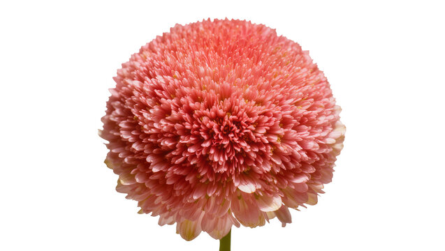 Isolated vibrant coral pink pompon dahlia flower, perfectly round shape, exquisite texture