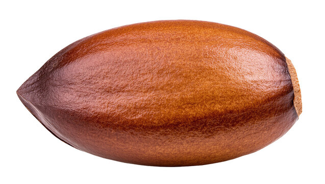 Isolated sapote seed pit, organic tropical fruit ingredient, natural healthy food source closeup