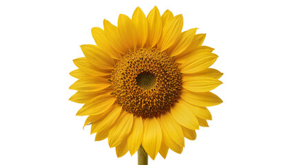 Isolated bright yellow sunflower with detailed center, perfect for summer and nature designs