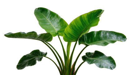 Isolated lush vibrant green tropical houseplant with large broad leaves and strong stems © Maria