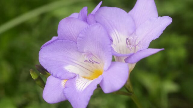 Close up of delicate purple freesia flowers blooming in natural garden light, soft green blurred background, fresh spring floral beauty, macro detail, romantic botanical scene