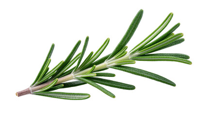 Fototapeta premium Isolated fresh aromatic rosemary sprig, popular culinary herb used for seasoning and garnish