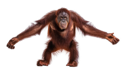 Isolated captivating young orangutan standing with arms outstretched, showing its gentle nature © Maria