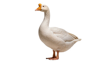 Isolated domestic white goose standing in profile with orange bill and prominent head knob © Maria
