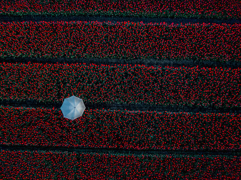 Aerial view of a person walking with an umbrella through vivid red tulip fields, Lisse, North Holland, Netherlands.