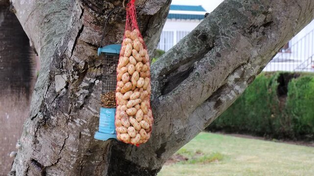 A mesh bag filled with peanuts in their shells hangs alongside a bird feeder containing mealworms on a thick, mossy tree trunk in a garden in Spain, providing food for local wildlife