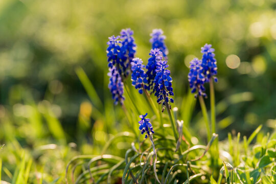 Blue muscari grape hyacinth flowers blooming in spring meadow
