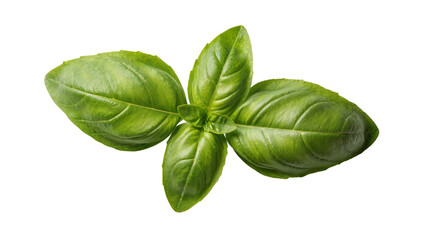 Obraz premium Isolated fresh green aromatic basil herb plant, a popular culinary ingredient for healthy food