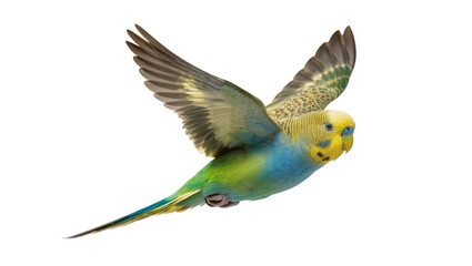 Fototapeta premium Isolated beautiful green and blue budgerigar in full flight, colorful domestic pet bird.