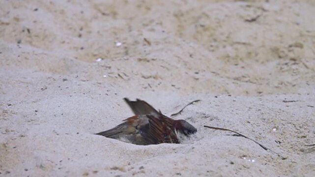The English sparrow, Passer domesticus is bathing in the sand. Slow motion