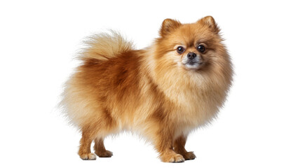 Isolated cute fluffy Pomeranian dog standing and looking at the camera with bright eyes