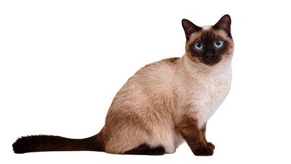 Obraz premium Isolated beautiful Siamese cat with stunning blue eyes sitting gracefully, looking directly at camera